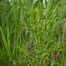 Weeds Never Get Attention